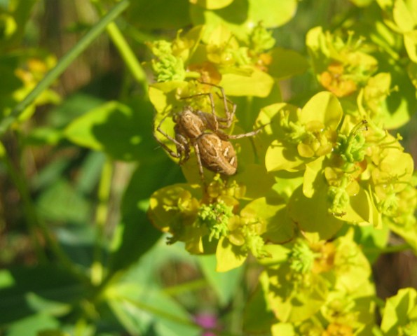 Oxyopes sp.